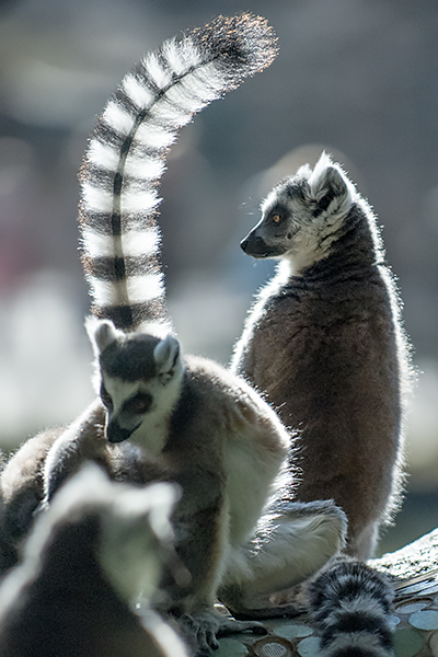 Katta - Lemurpärchen - irgendwie ist es auf Madagaskar schöner...