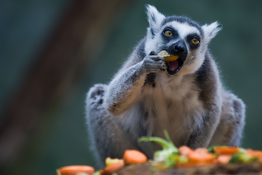 Katta - Lemur beim Fressen