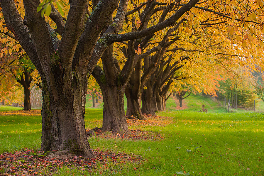 Ortenau - Obstbäume im Herbst