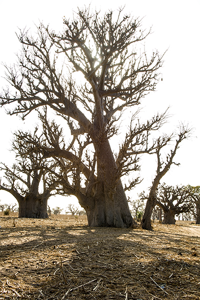 Senegal - Baobabs (Affenbrotbäume)