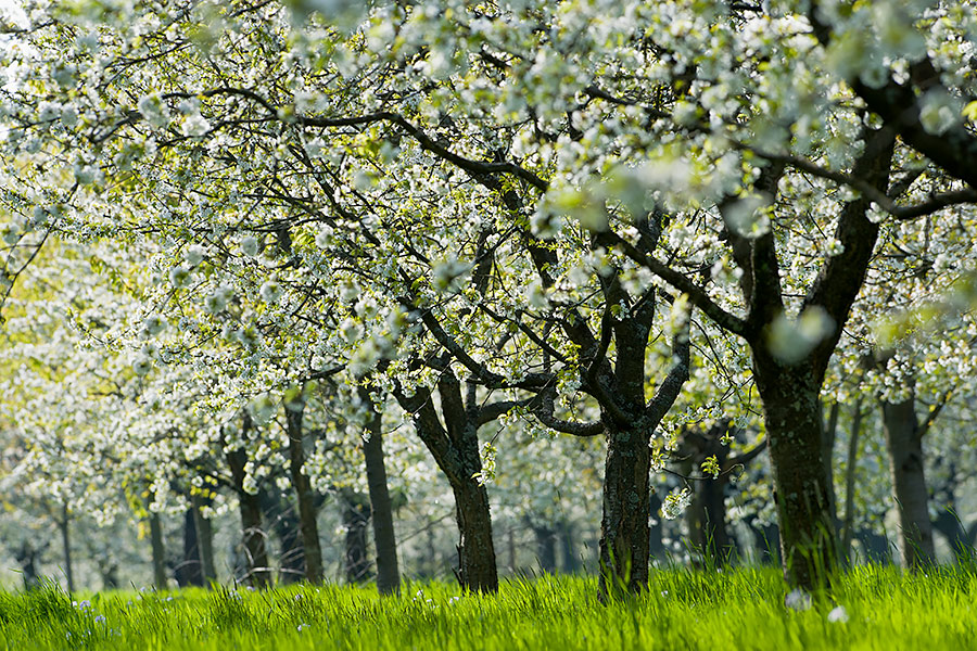 Ortenau - Obstbaumblüte